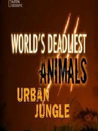  Самые опасные животные. Городские джунгли / World's Deadliest Animals: ...
